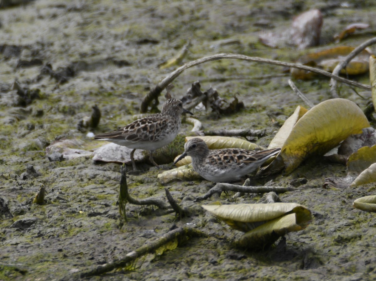 Least Sandpiper - ML637943235