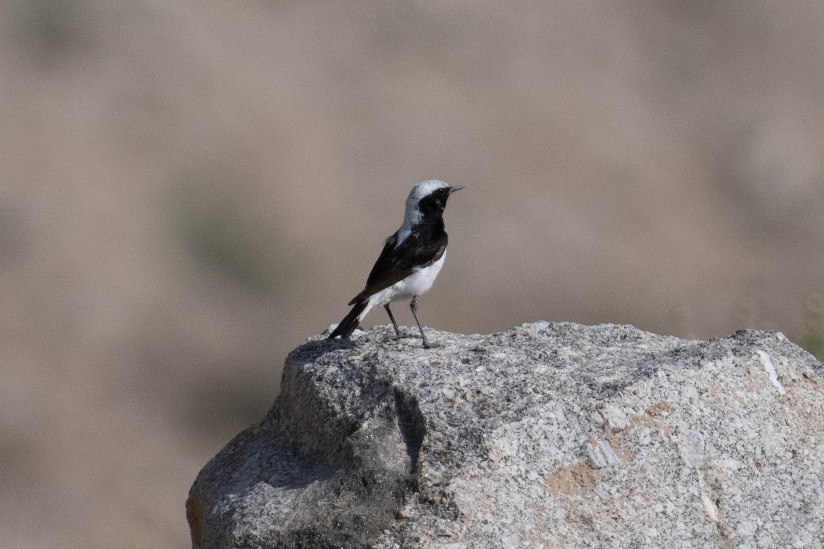 Finsch's Wheatear - ML637943244