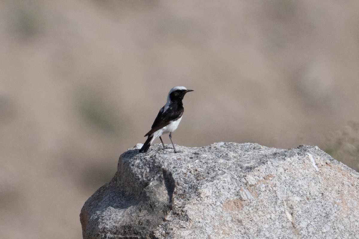 Finsch's Wheatear - ML637943245