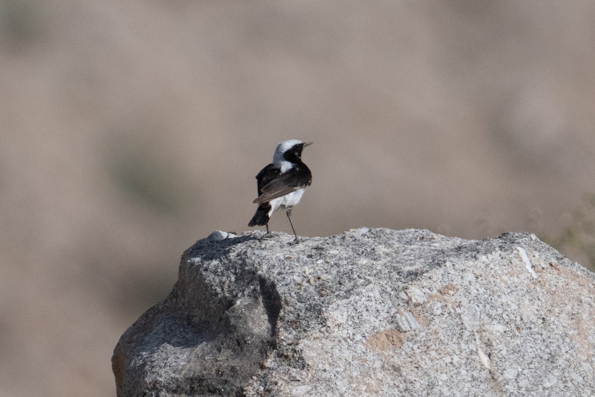 Finsch's Wheatear - ML637943246