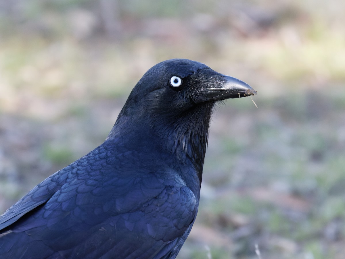 Little Raven - ML637943299