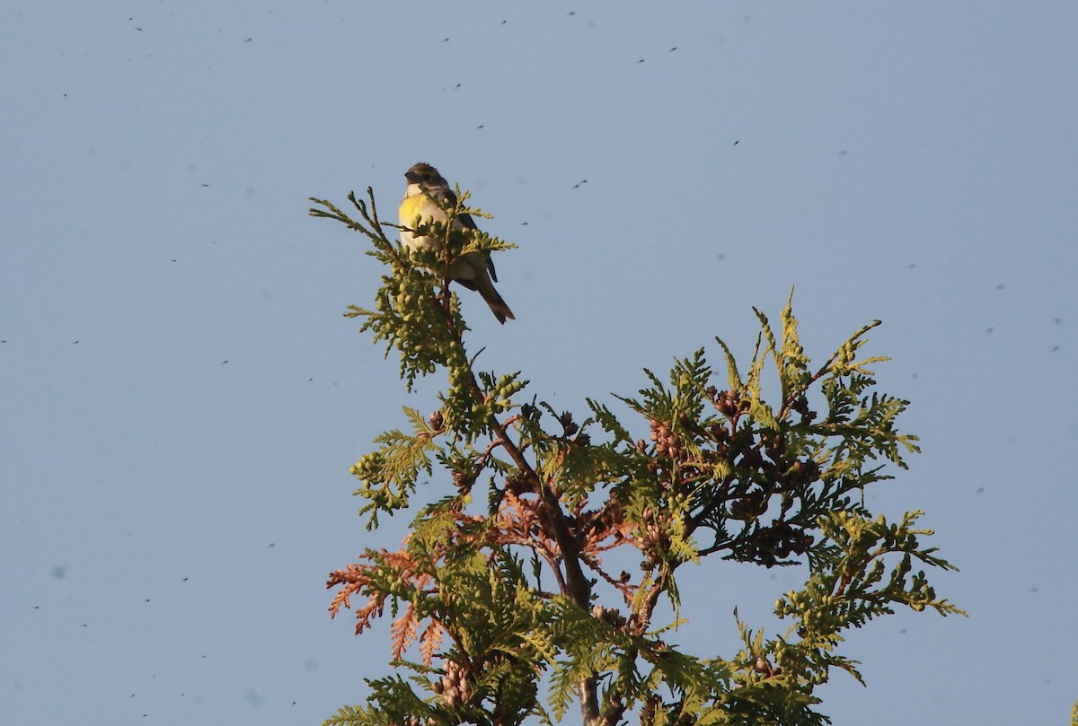 Dickcissel - ML637943316