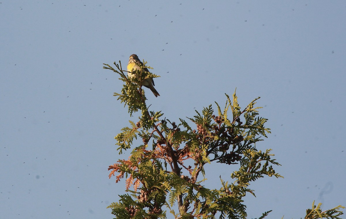 Dickcissel - ML637943317