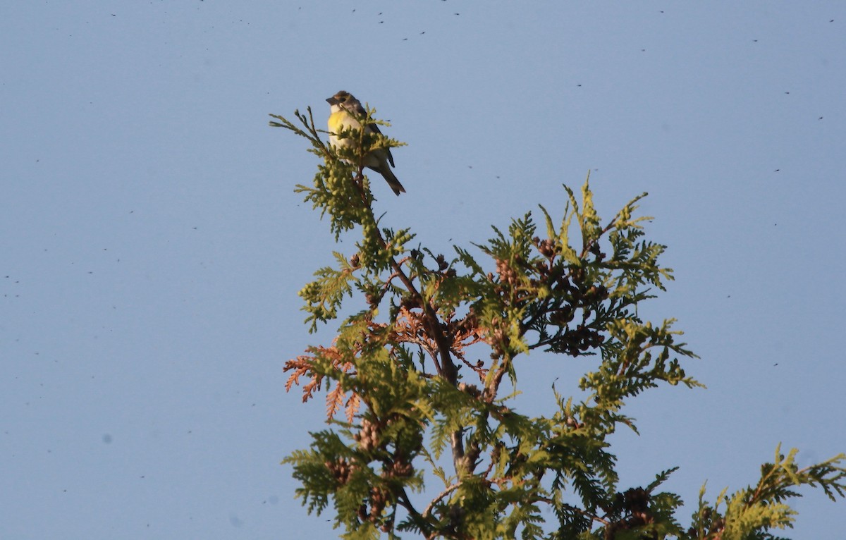 Dickcissel - ML637943318