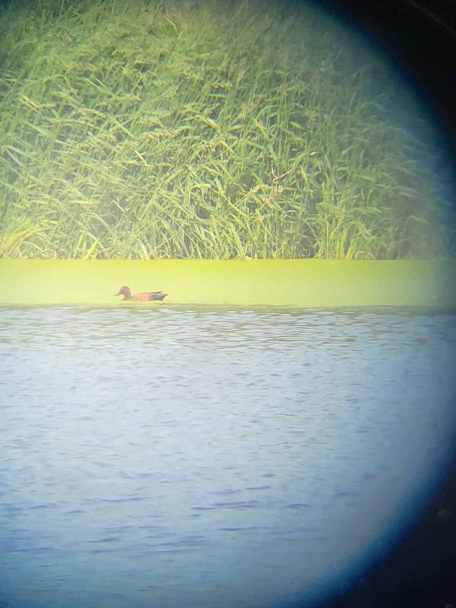 Cinnamon Teal - ML637943404