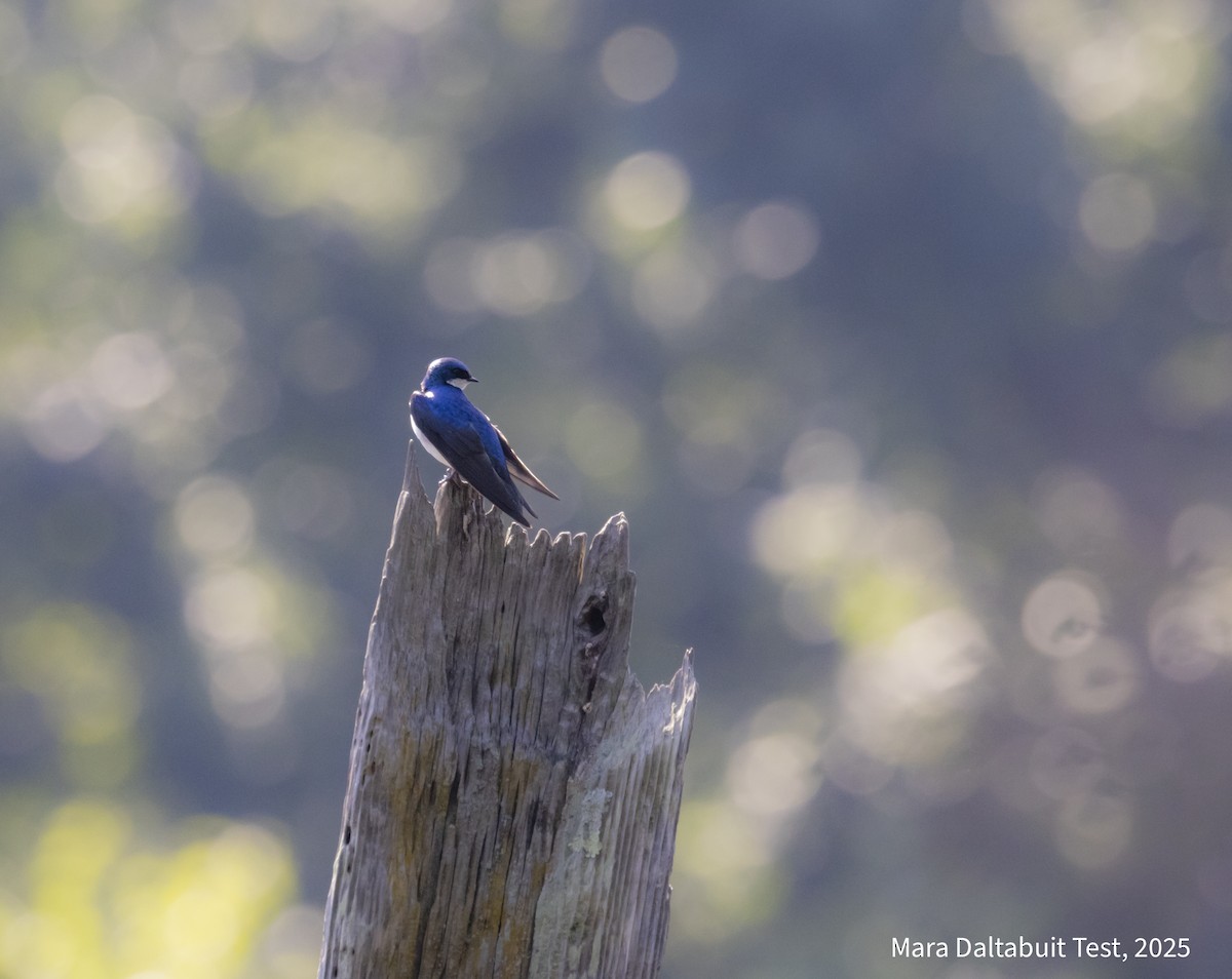 Tree Swallow - ML637943421