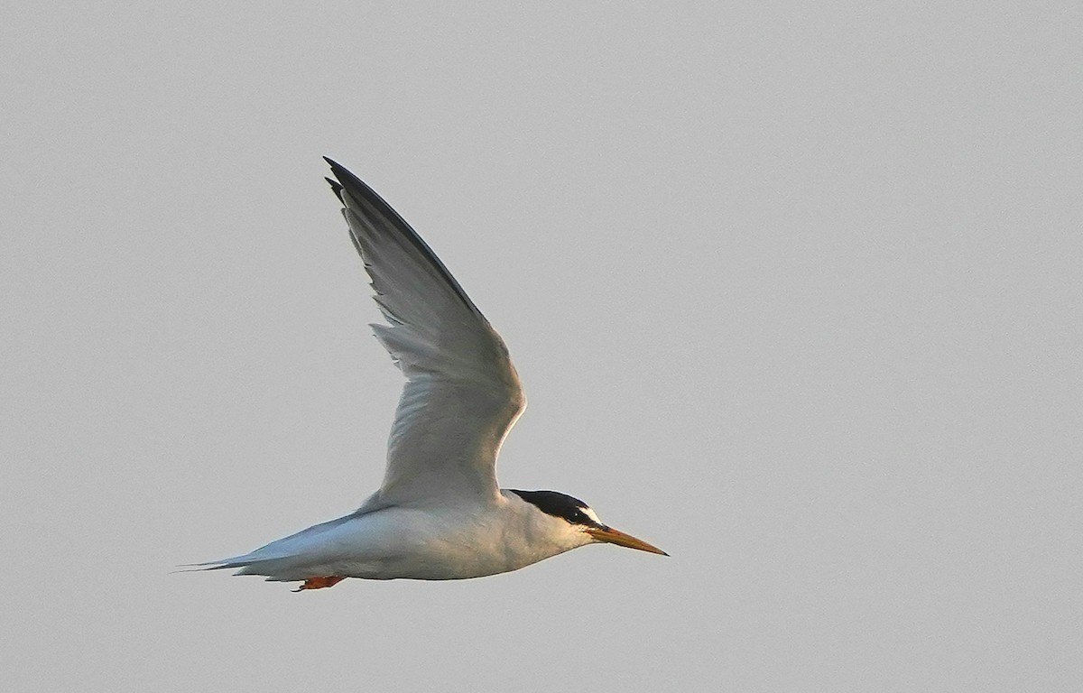 Little Tern - ML637943435
