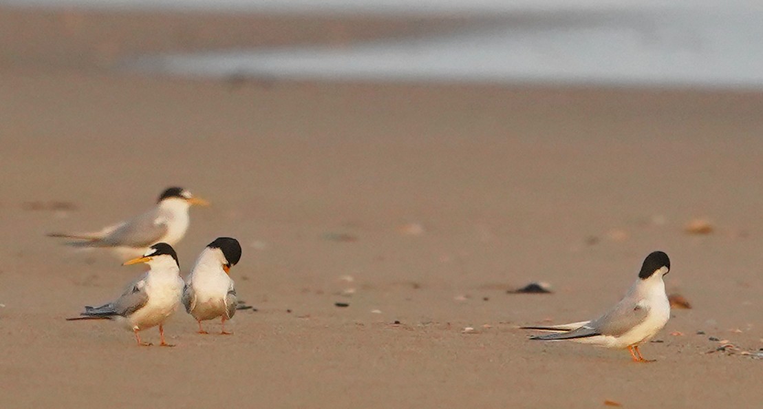 Little Tern - ML637943436
