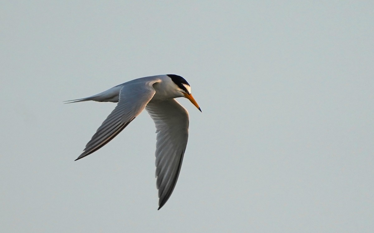 Little Tern - ML637943437