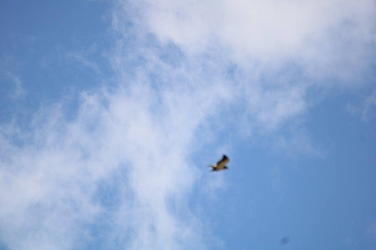 Swainson's Hawk - ML637943448
