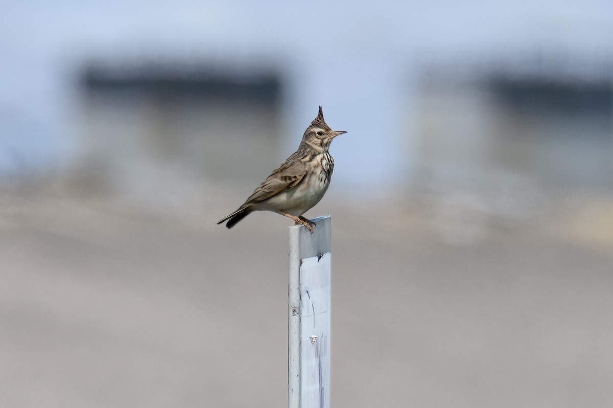 Crested Lark - ML637943474