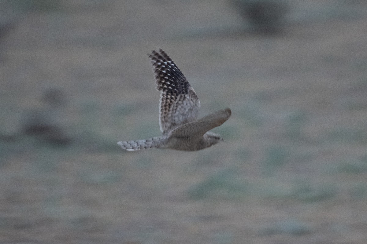 Egyptian Nightjar - ML637943524
