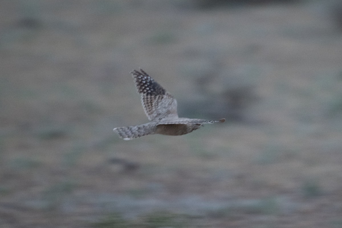 Egyptian Nightjar - ML637943525