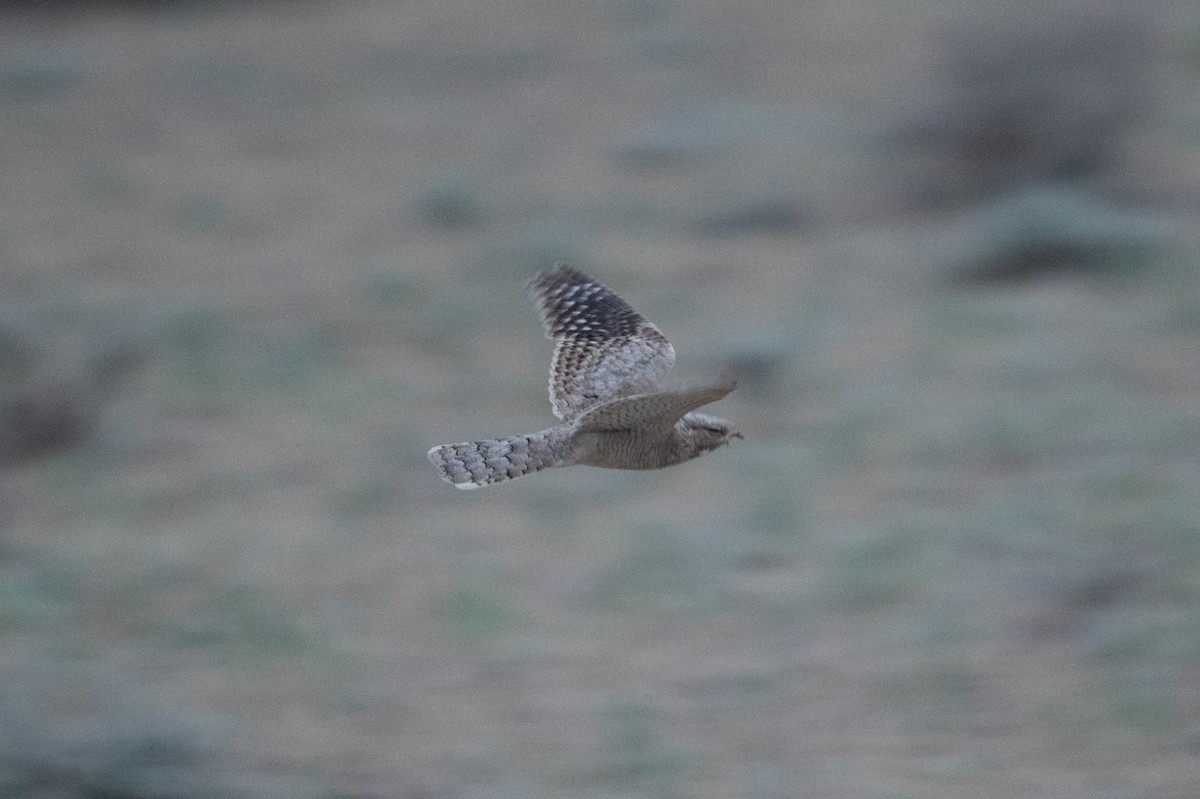 Egyptian Nightjar - ML637943526