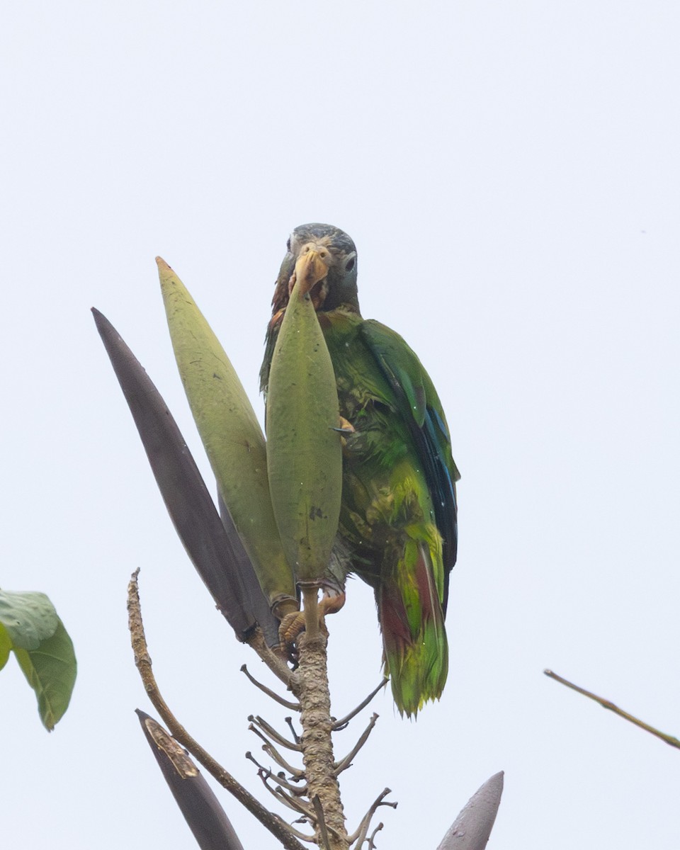 Yellow-billed Amazon - ML637943527