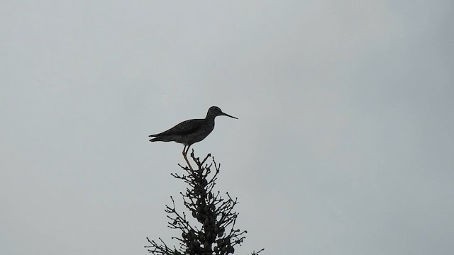 Greater Yellowlegs - ML637943537