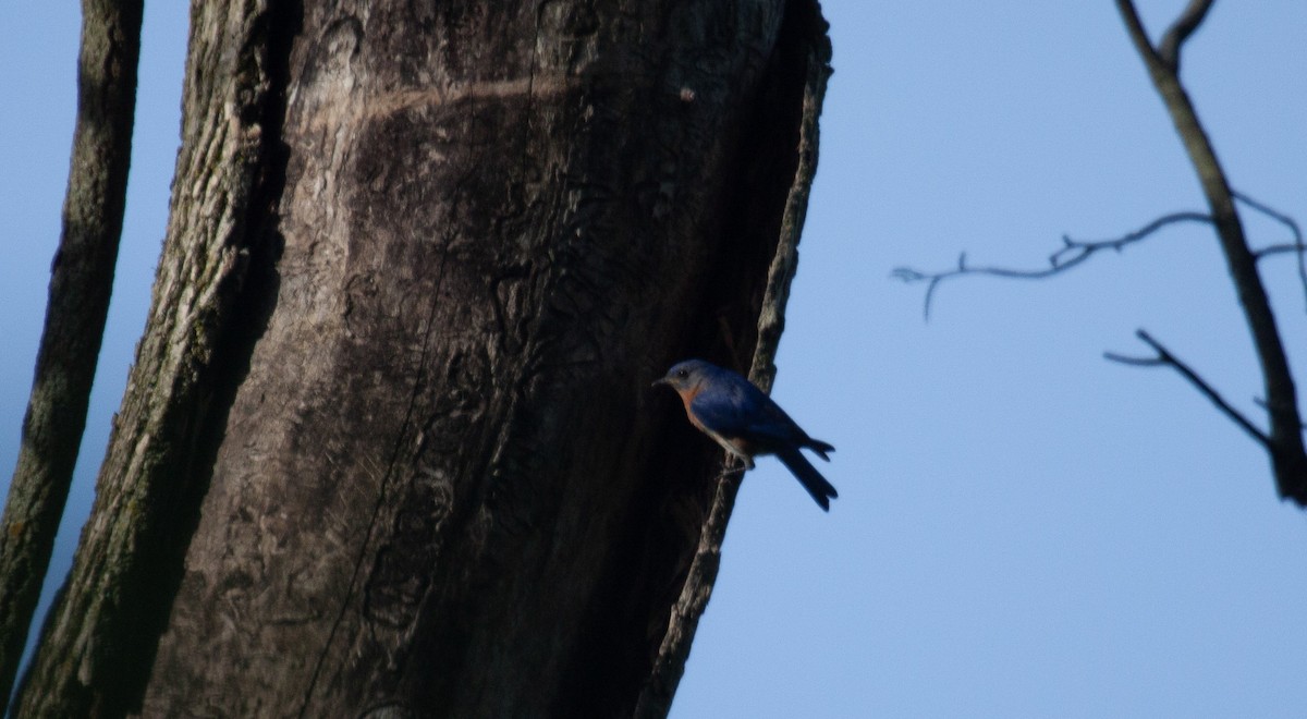 Eastern Bluebird - ML637943541