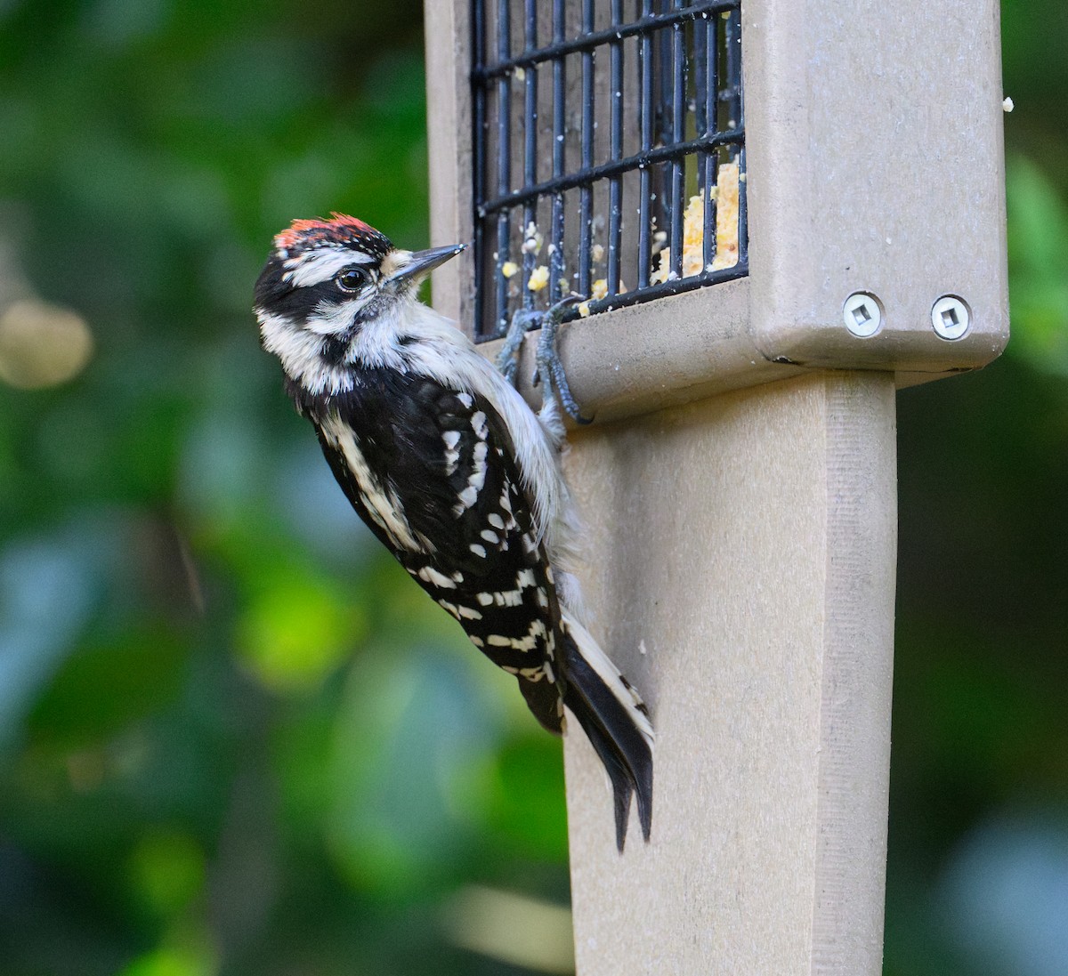 Downy Woodpecker - ML637943543