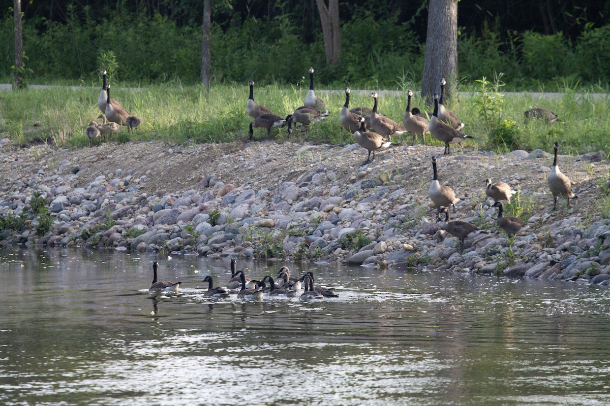 Canada Goose - ML637943549