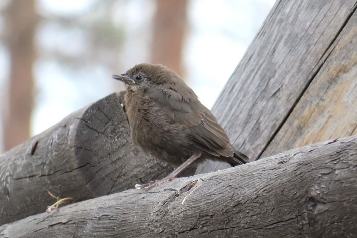 テリムクドリモドキ - ML637943571