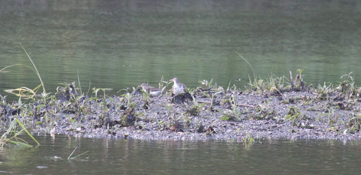 Spotted Sandpiper - ML637943576