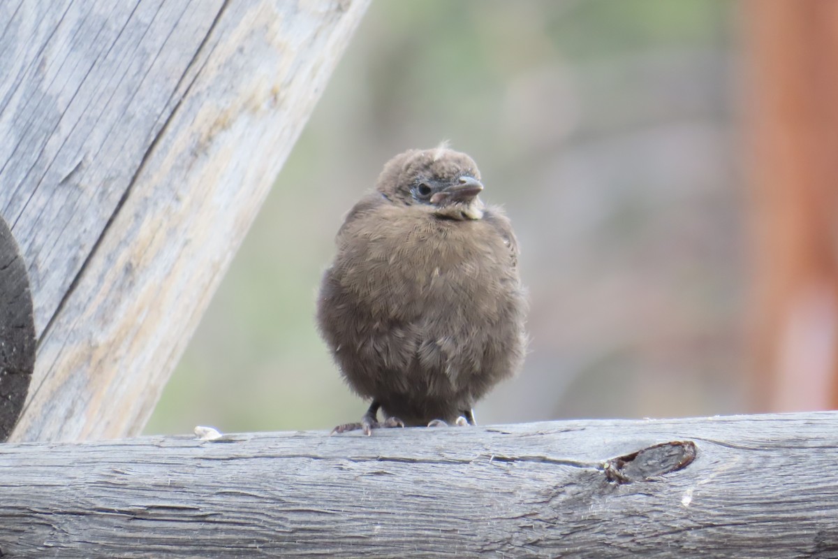 テリムクドリモドキ - ML637943587