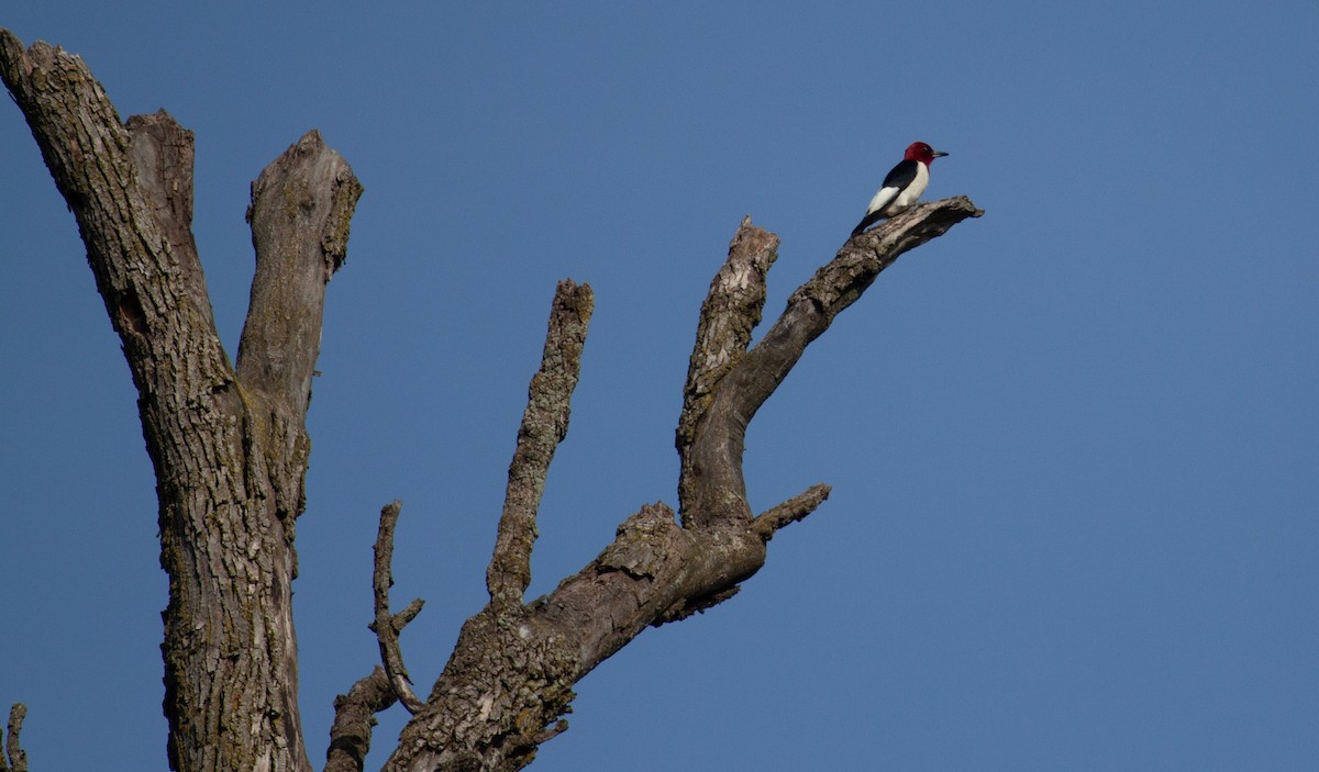 Red-headed Woodpecker - ML637943591