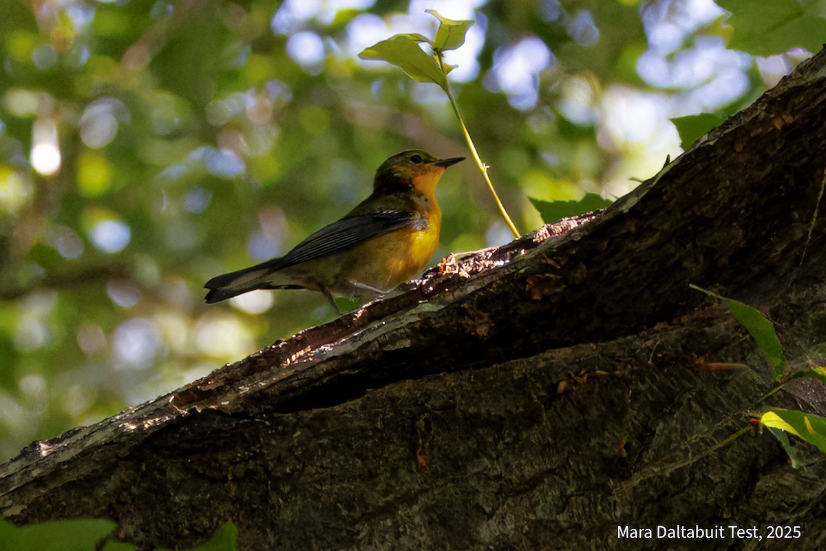 Prothonotary Warbler - ML637943593
