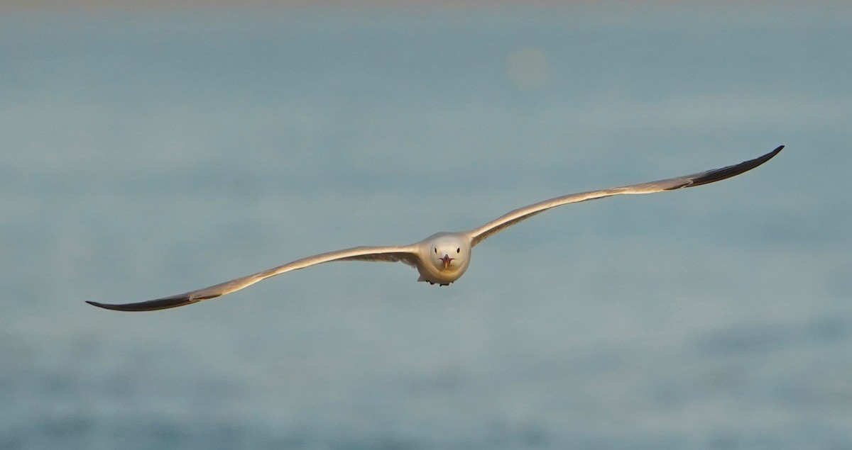 Audouin's Gull - ML637943624