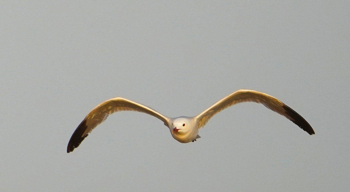 Audouin's Gull - ML637943625