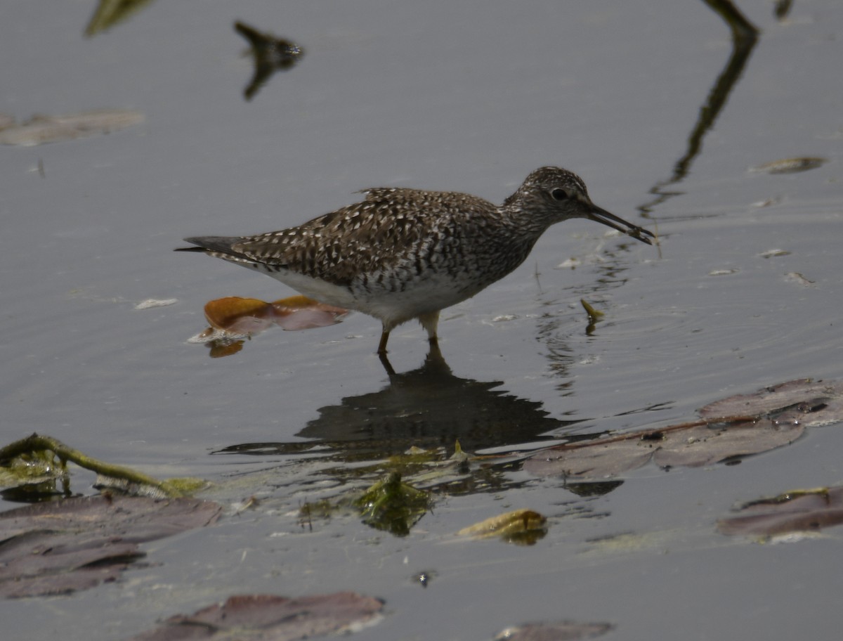 Lesser Yellowlegs - ML637943637