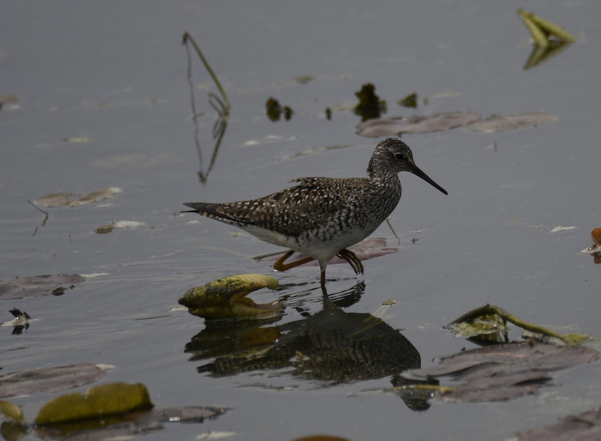 Lesser Yellowlegs - ML637943638