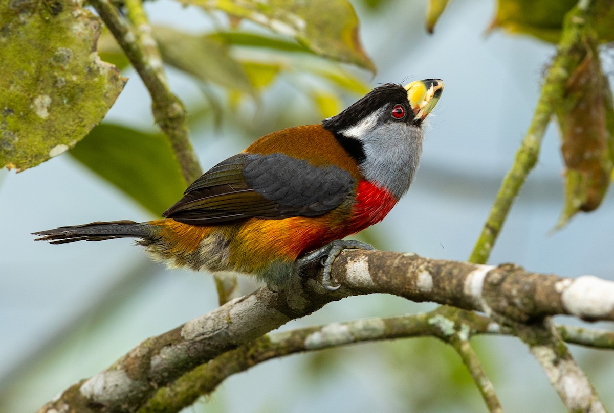 Toucan Barbet - ML637943639