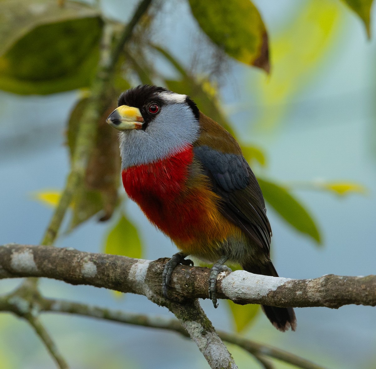 Toucan Barbet - ML637943640
