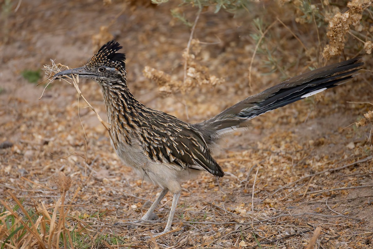 Greater Roadrunner - ML637943644