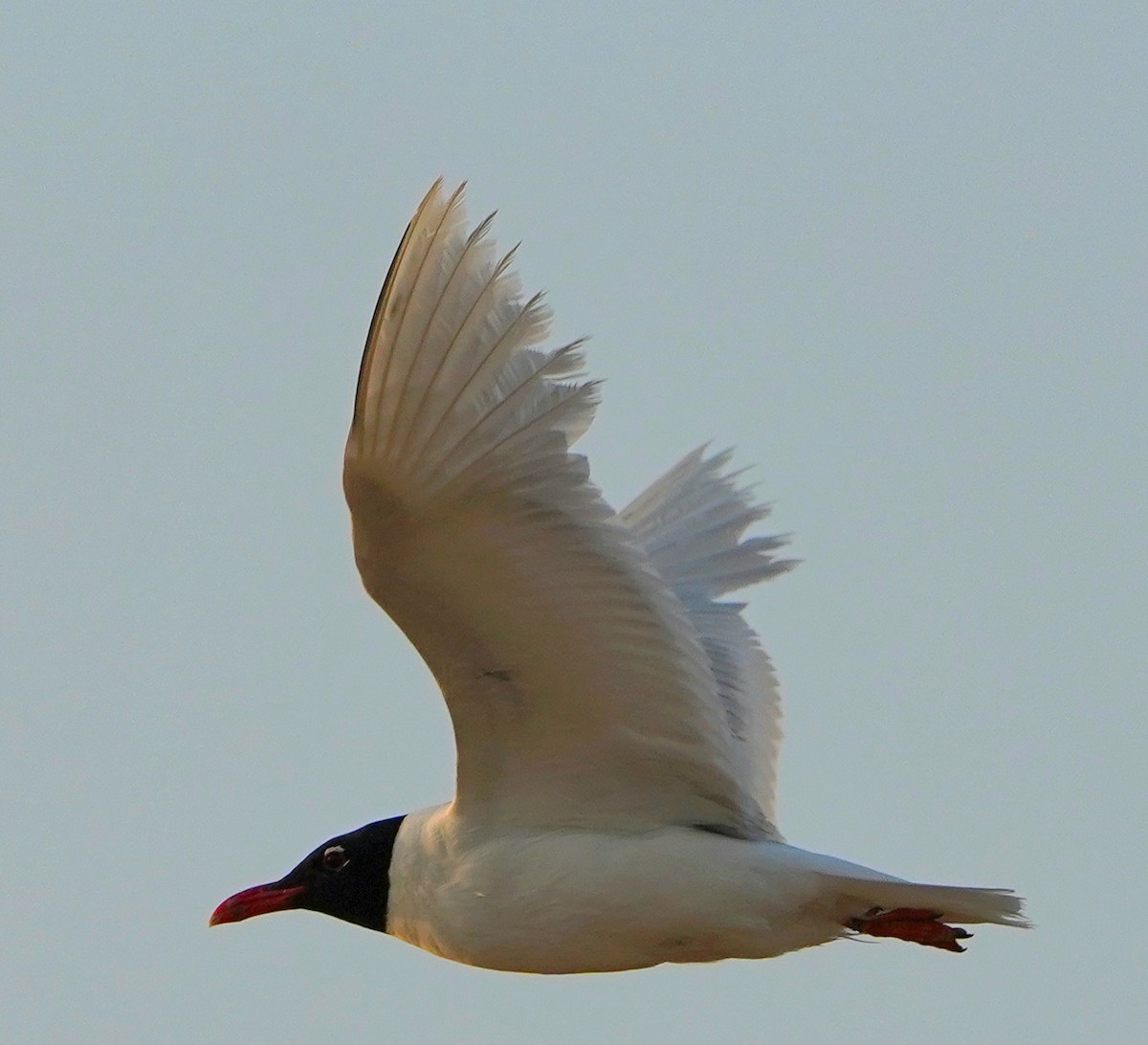 Mediterranean Gull - ML637943647