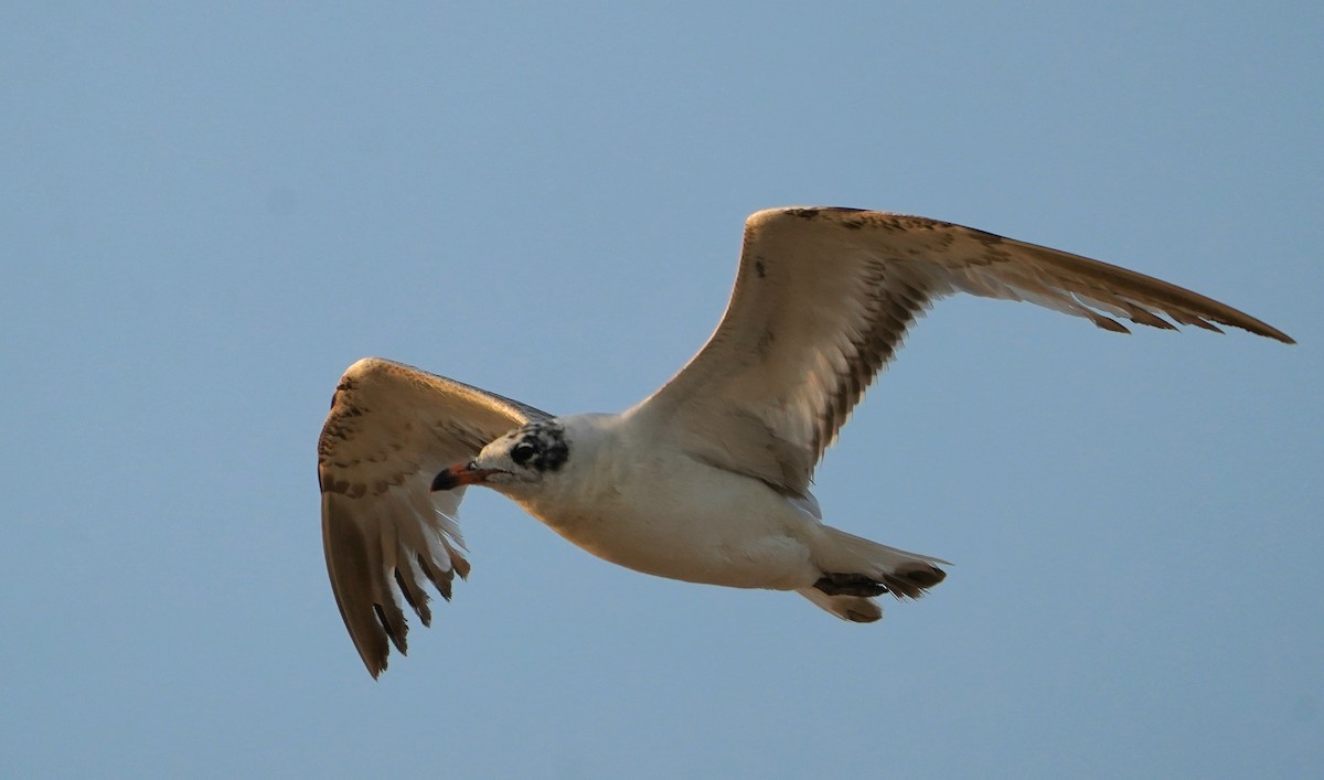 Mediterranean Gull - ML637943648