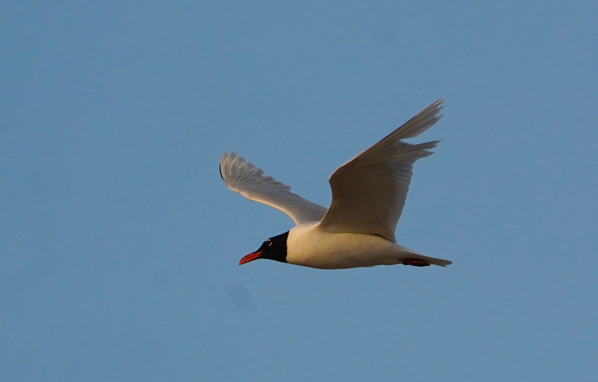 Mediterranean Gull - ML637943649