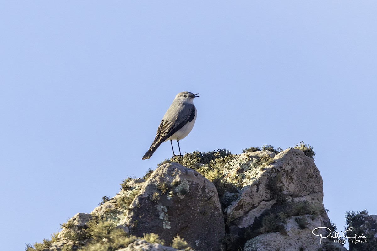 Rufous-naped Ground-Tyrant - ML637943682