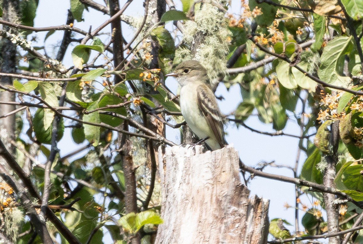Alder Flycatcher - ML637943704