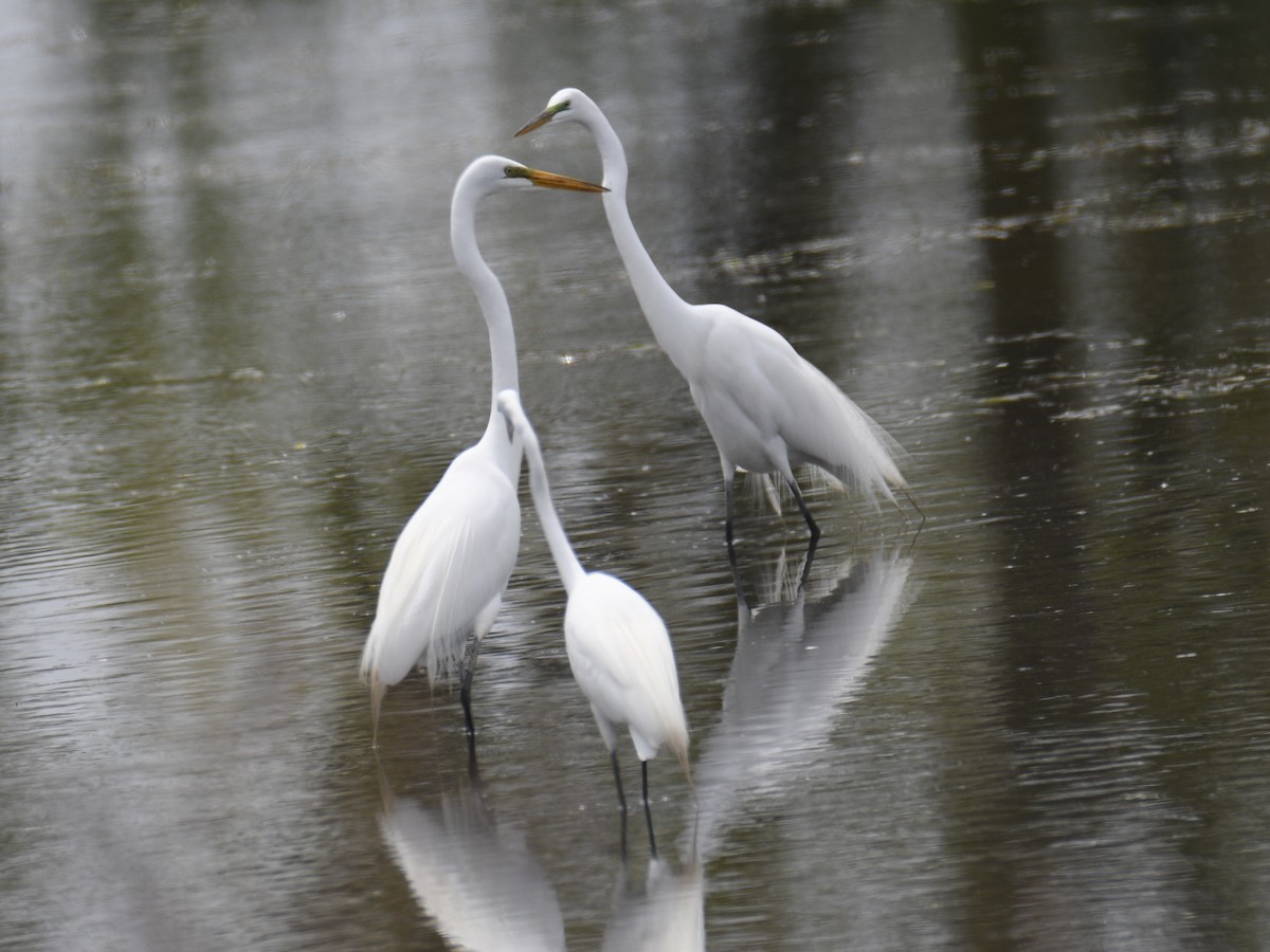 Great Egret - ML637943715