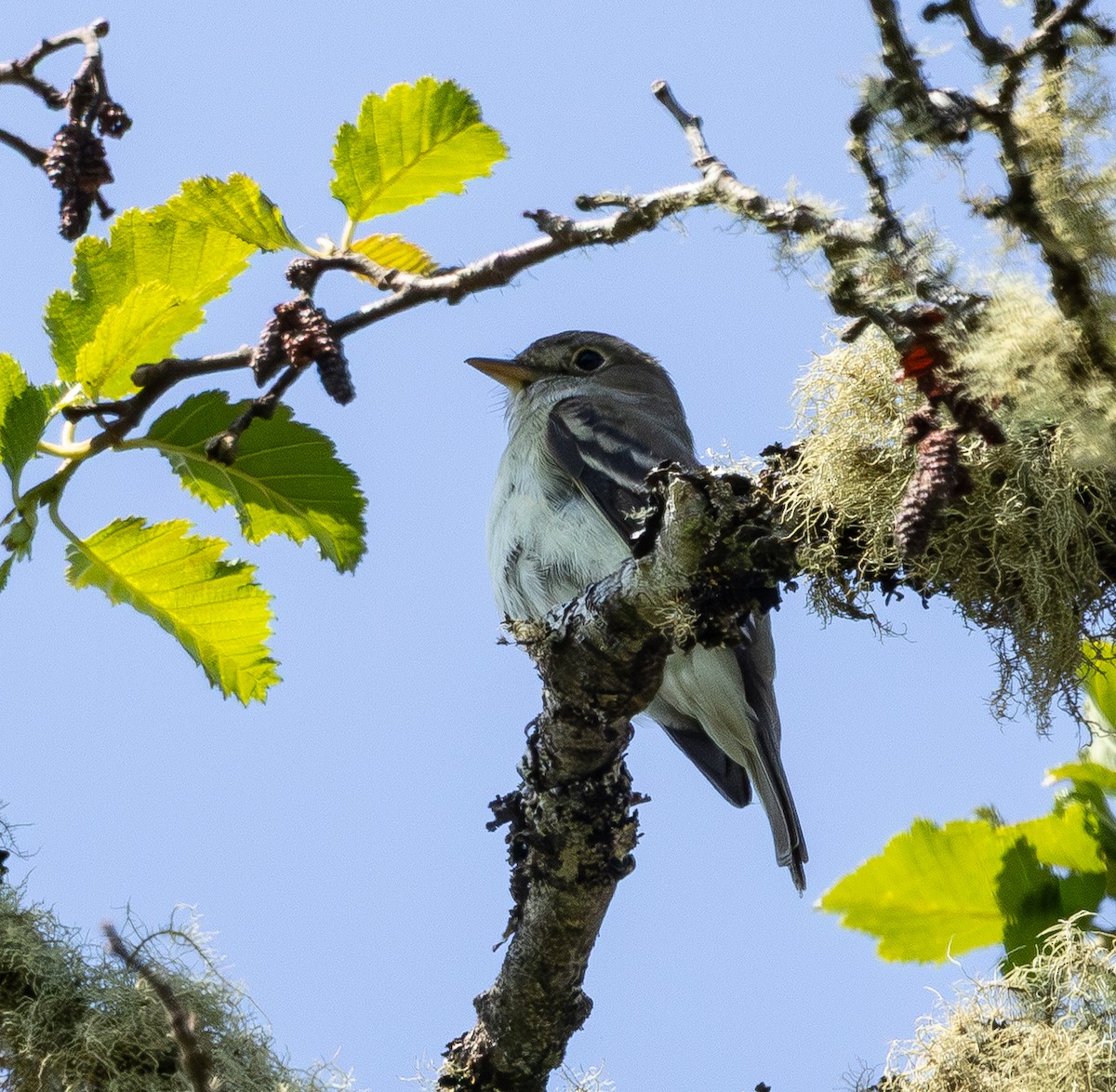 Alder Flycatcher - ML637943717