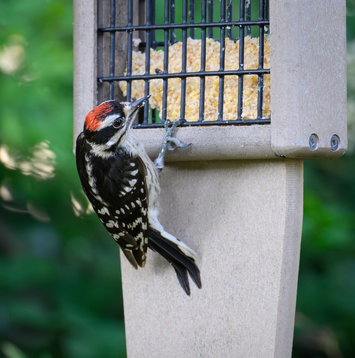 Downy Woodpecker - ML637943719