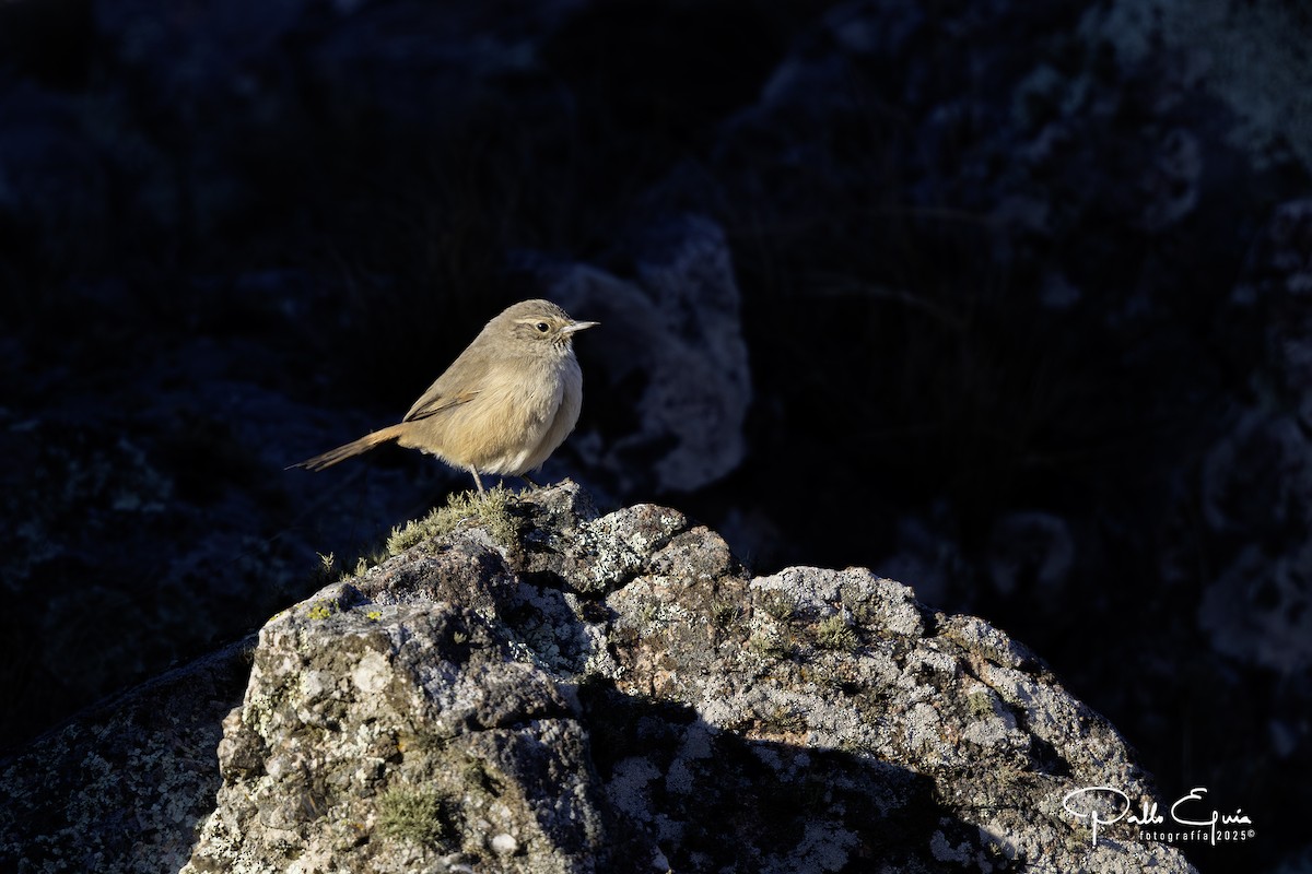 Cordilleran Canastero - ML637943725