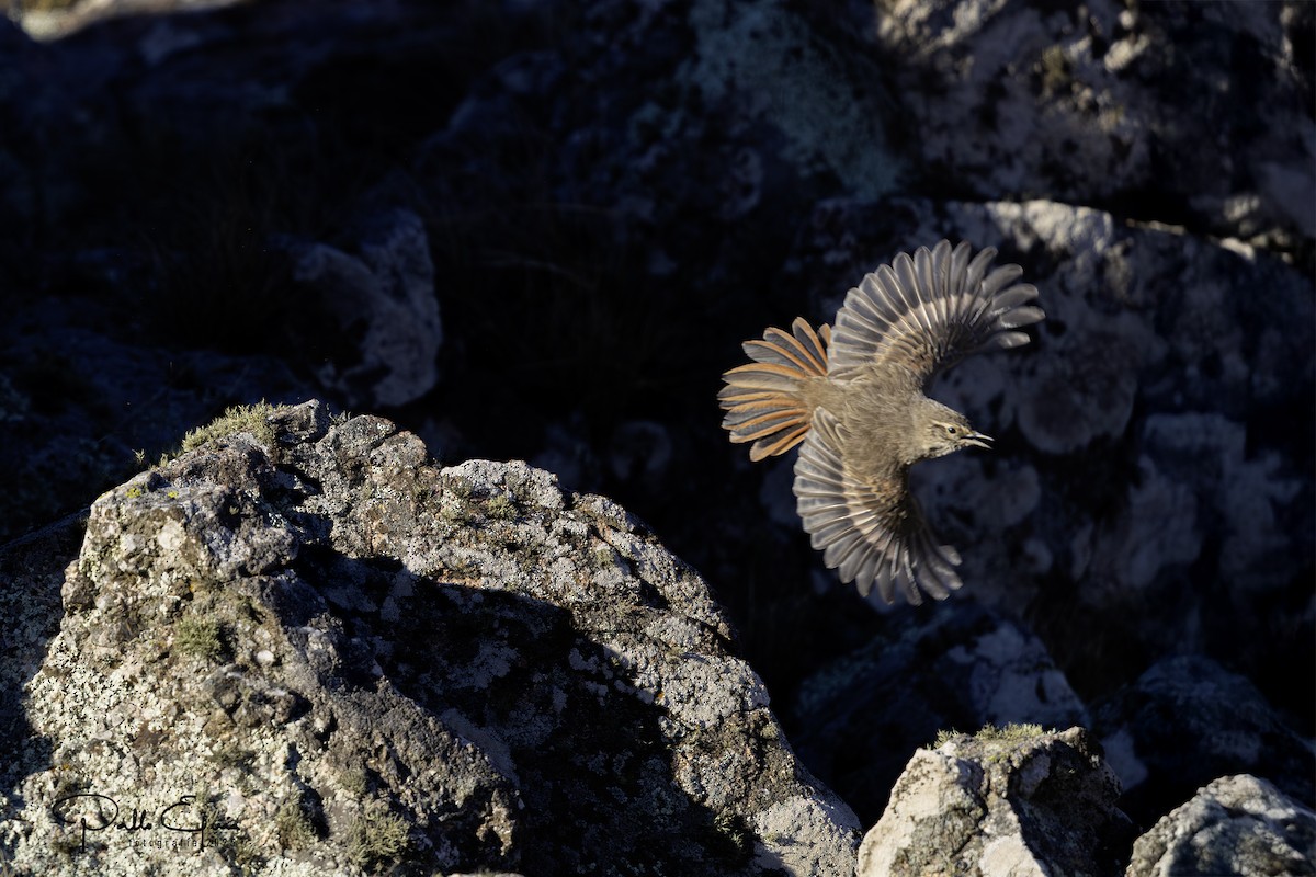 Cordilleran Canastero - ML637943726