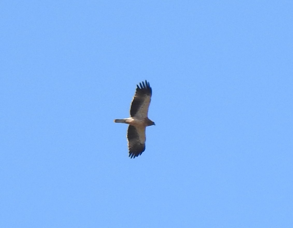 Booted Eagle - ML637943730
