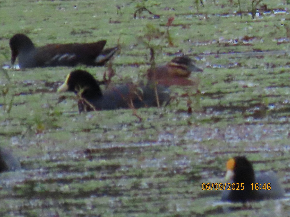Masked Duck - ML637943734