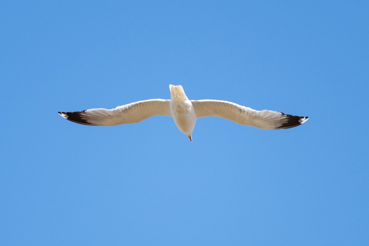 California Gull - ML637943737