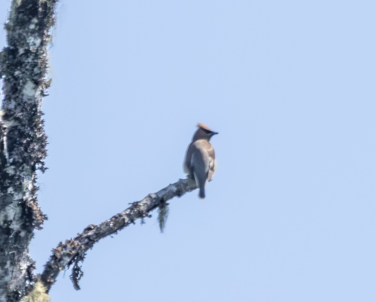 Cedar Waxwing - ML637943741