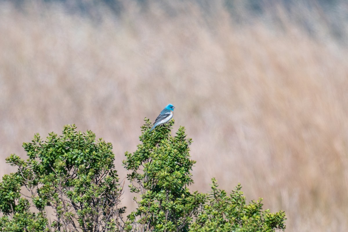 Lazuli Bunting - ML637943748